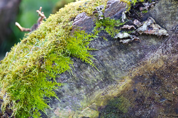 Colorful texture of moss on tree bark