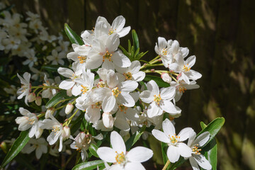 white blossom in the spring sunshine. spring flowers in park