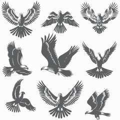 set of birds