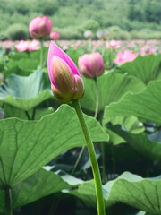 Lotus flower (Nelumbo, Nelumbo nucifera, Nelumbo komarovii)..Beautiful rare lotus bud