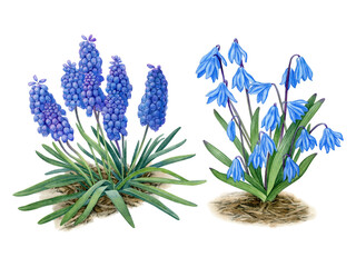 Watercolor painting Muscari botanical illustration. Primroses, blue spring flowers, can be use as print, poster, packaging design, label, botanical illustration, card, invitation, postcard.