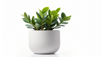 Pot with Zamioculcas home plant on white background