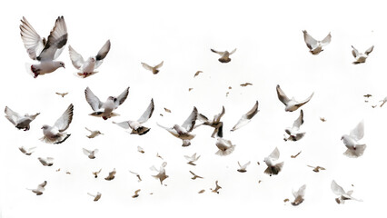 Fototapeta premium A group of doves flying in the sky, in png transparent 