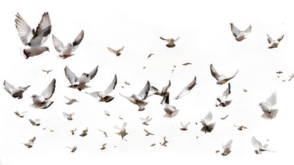 A group of doves flying in the sky, in png transparent
