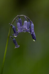 An English bluebell with rain drops in a Cornish woodland
