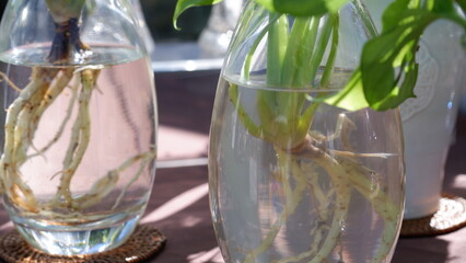 plant leaves in a glass bottle filled with water