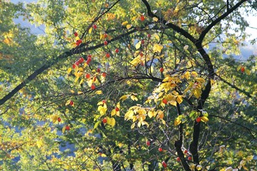가을 풍경, 감나무 