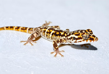 Obraz premium lizard on a white background