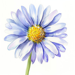 watercolor purple  daisy flower isolated on white background