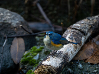 水場の近くで水浴びする場所を探しているルリビタキの雄