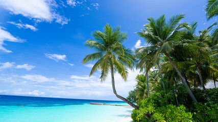 palm tree on Maldive beach - white sand beach - blue sky and sea - slights clouds - tropical island - landscape view