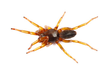 Spider Europe Mediterranean isolated on white, top view