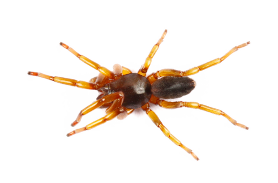 Spider Europe Mediterranean isolated on white, top view