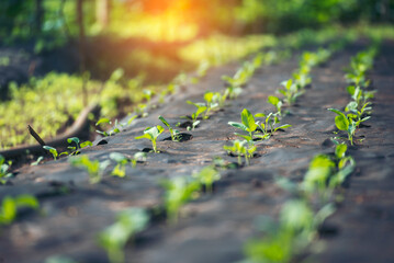 Banner fresh organic hydroponic vegetable plantation produce green salad hydroponic farm. Panorama...