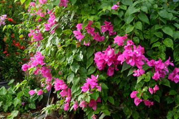 Fototapeta na wymiar photography of paper flowers or those with the lattin name bougainvillea with a natural background