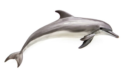 Delphin isoliert auf weißen Hintergrund, Freisteller 