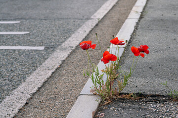 solitary poppy in concrete, symbol of resistance, resilience, in many cultural traditions it is a...
