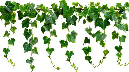 Hanging vines ivy foliage jungle bush, heart shaped green leaves climbing plant nature backdrop isolated on white background with clipping path,Lush Green Hanging Potted Plant Isolated on White 
