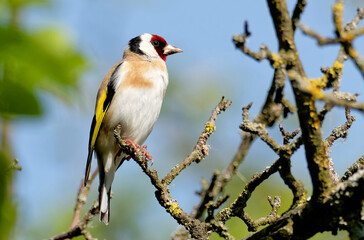Fototapeta premium Stieglitz auf einem Ast