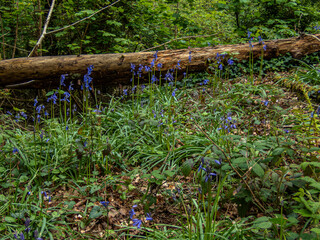 Bluebells with Fallen Tree in a Cornish Woodland.