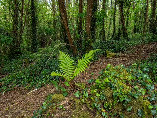 Lone fern in Cornish  Woodland.