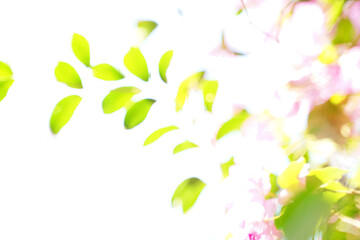 abstract background bokeh from pink Bougainvillea leaves. Concept bokeh and background bokeh from...