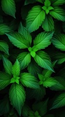 Green leaves texture. Floral background.
