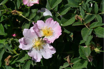 Bright pink dog rose in full bloom at spring with green foliage.