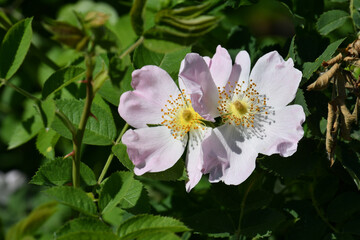 Bright pink dog rose in full bloom at spring with green foliage.