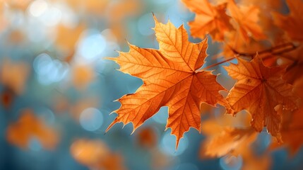 Vibrant Orange Maple Leaves in Abundant Fall Foliage
