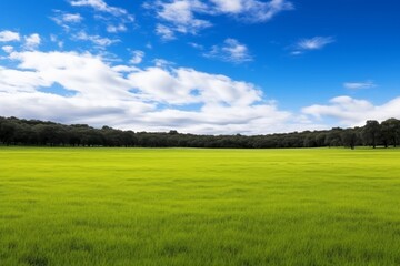 green grass field landscape.