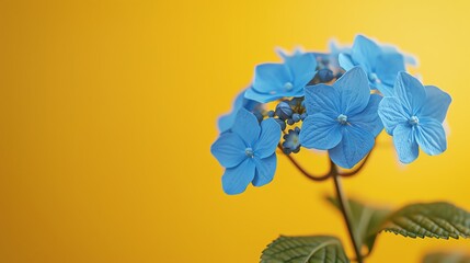 Forgetmenot, muted yellow backdrop, glossy magazine cover, diffuse light, straighton perspective