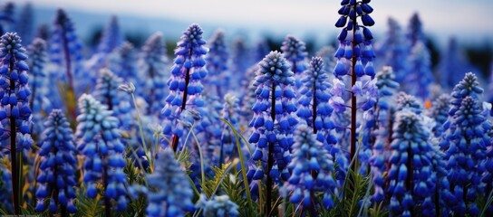 Obraz premium Cluster of blue flowers in grass