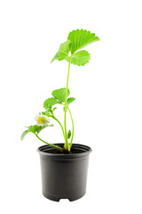 Strawberry seedlings with flower in a pot on a white background