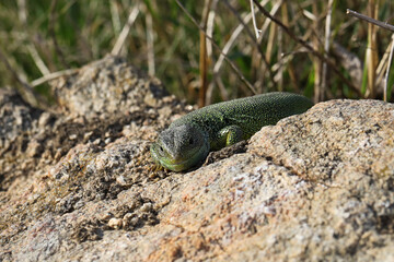 Green lizard lacerta viridis in summer garden. Small reptile outdoor