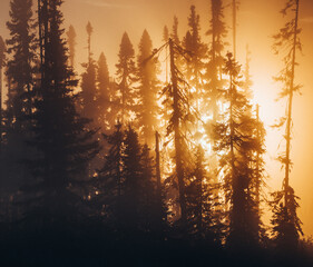 Fiery Sunrise Piercing Through Misty Forest in James Bay, Quebec