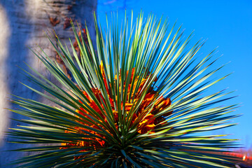 Fototapeta premium Windmill Palm Tree Green Leaves, Tropical Blooming Plant