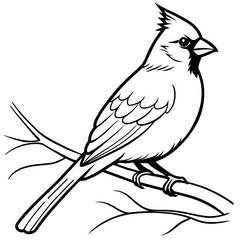 cardinal bird coloring book page vector art illustration, solid white background (32)