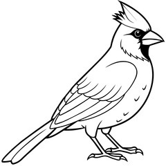 cardinal bird coloring book page vector art illustration, solid white background (23)