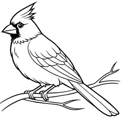 cardinal bird coloring book page vector art illustration, solid white background (26)