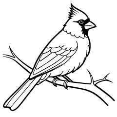 cardinal bird coloring book page vector art illustration, solid white background (31)