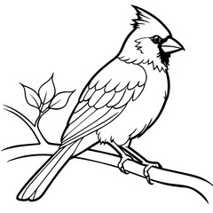 cardinal bird coloring book page vector art illustration, solid white background (33)