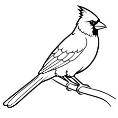 cardinal bird coloring book page vector art illustration, solid white background (37)