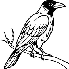 Obraz premium Crow coloring book page vector art illustration (26)