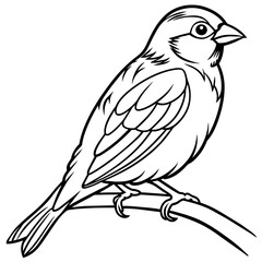 Fototapeta premium finch bird coloring book page vector (12)