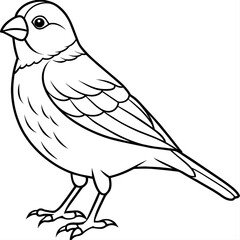 finch bird coloring book page vector (4)