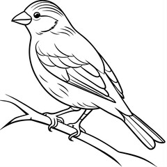 finch bird coloring book page vector (17)
