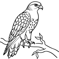 Hawk bird coloring book page vector illustration (11)