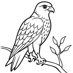 Hawk bird coloring book page vector illustration (32)