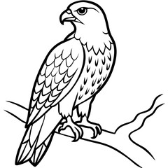 Hawk bird coloring book page vector illustration (36)